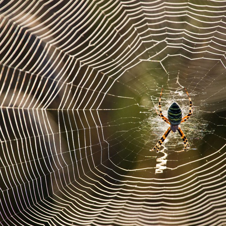 Eine Wespenspinne in ihrem Netz