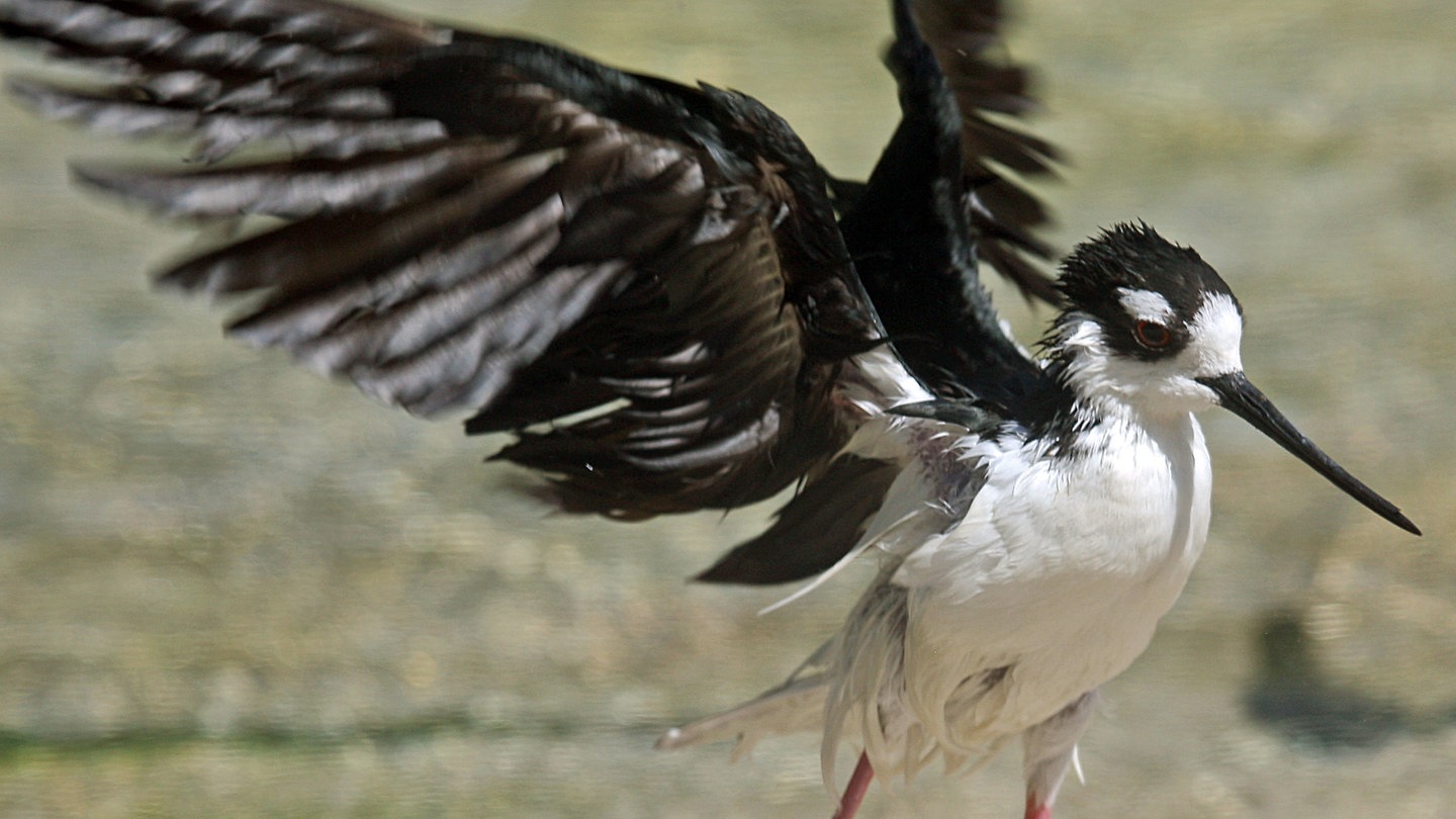 Ein Stelzenläufer schlägt mit seinen Flügeln (Foto: dpa Bildfunk, Picture Alliance)