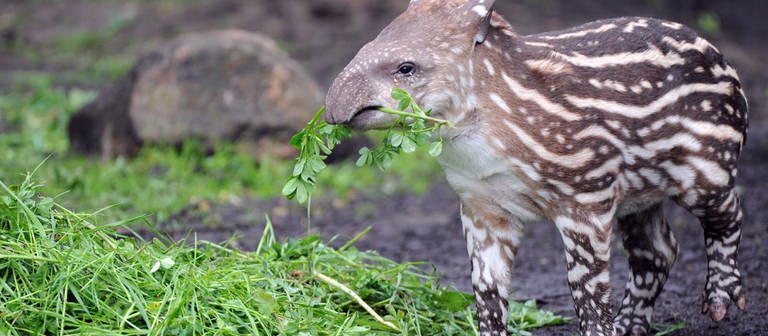 Tapir-Nachwuchs mit Futter im Mund