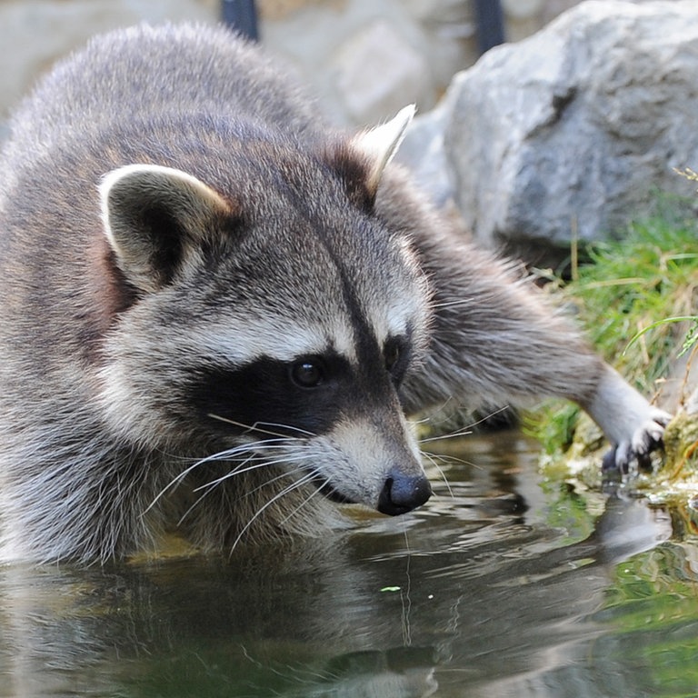 Ein Waschbär läuft durch einen kleinen Bachlauf (Foto: dpa Bildfunk, Picture Alliance)