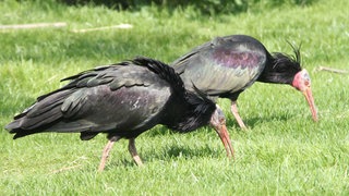 Waldrappe suchen nach Nahrung