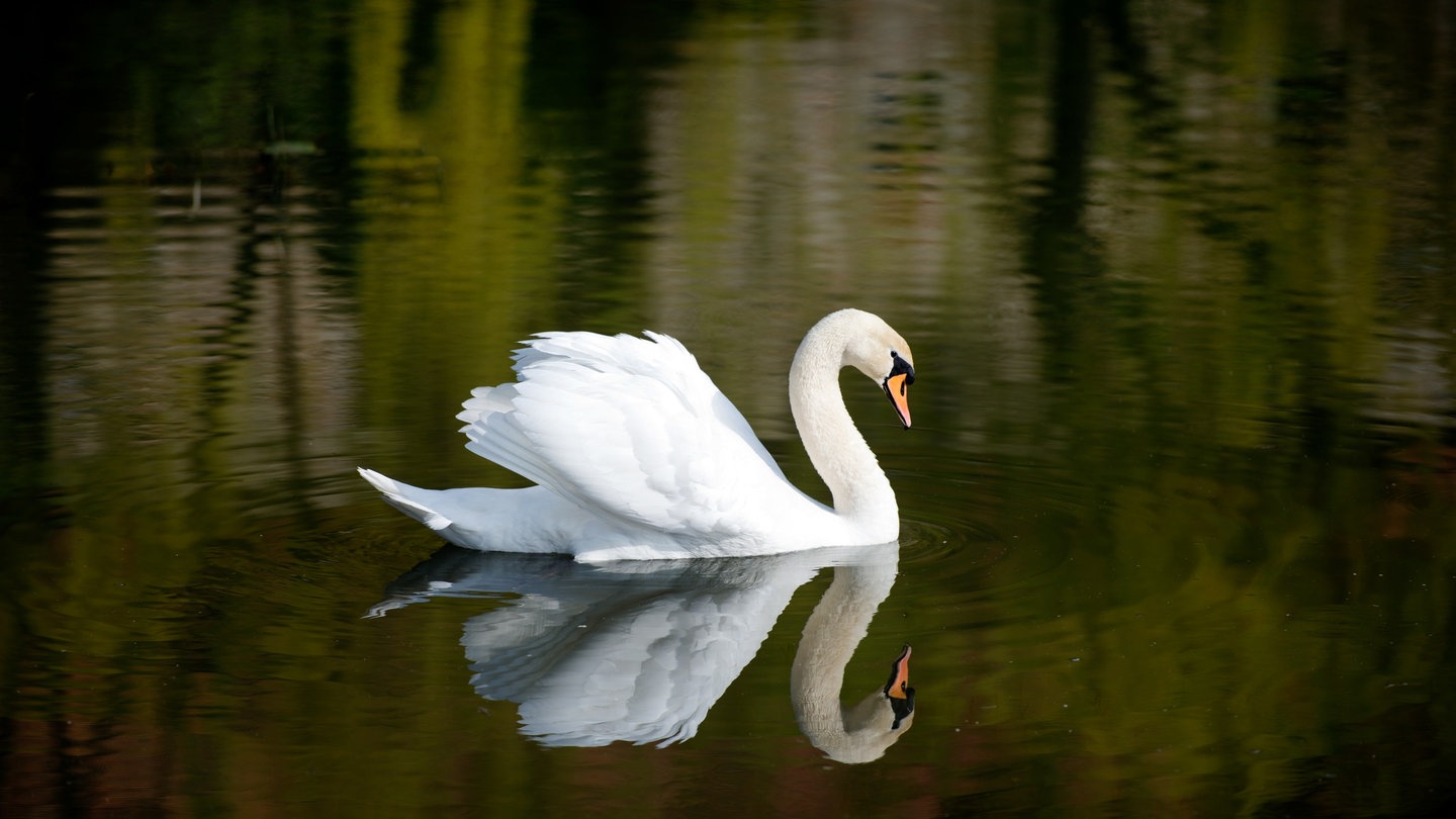 Ein Höckerschwan betrachtet sein Spiegelbild im Wasser am 01.04.2014 während er auf einem vom Temritzer Wasser gespeisten Teich neben einem alten Gutshof bei Temritz (Sachsen) schwimmt. (Foto: dpa Bildfunk, Picture Alliance | dpa | Arno Burgi)