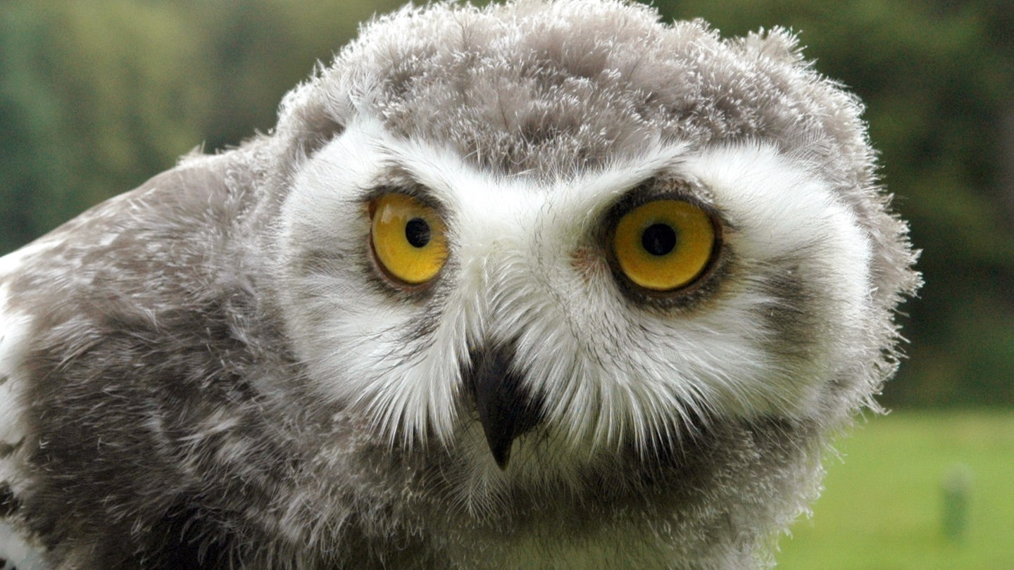 Eine zwei Monate alte Schneeeule (Foto: dpa Bildfunk, Picture Alliance)