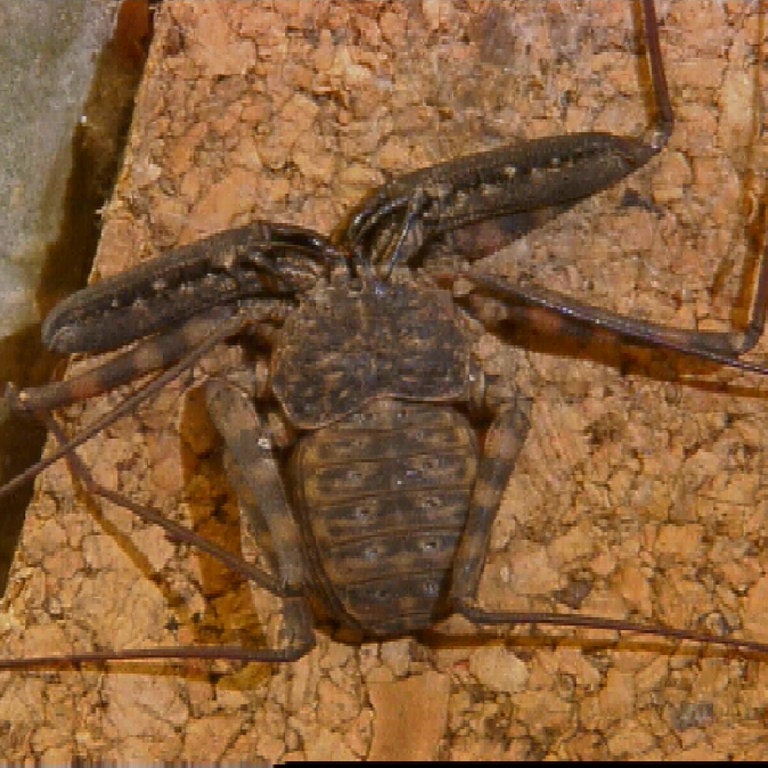 Geißelspinne (Foto: SWR)