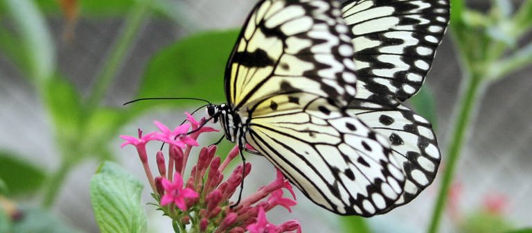 Schmetterling: Eine Weiße Baumnymphe sitzt auf der Blüte einer Passionsblume