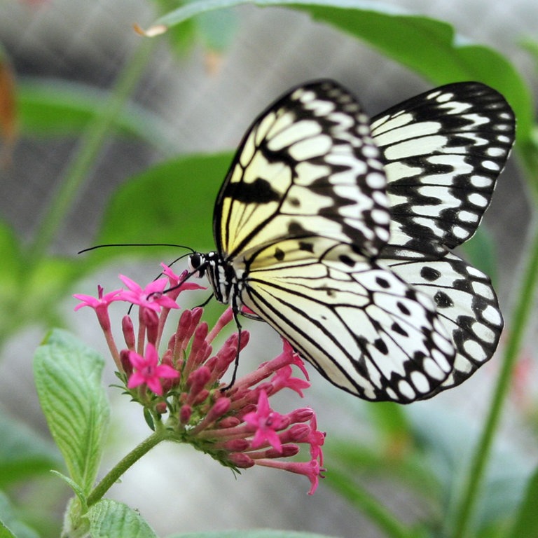 Schmetterling: Eine Weiße Baumnymphe sitzt auf der Blüte einer Passionsblume (Foto: dpa Bildfunk, Picture Alliance)