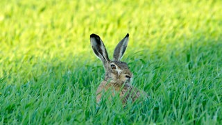 Feldhase, Hase