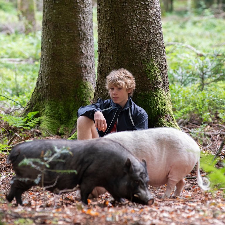 Tim sitzt mit drei Schweinen im Wald