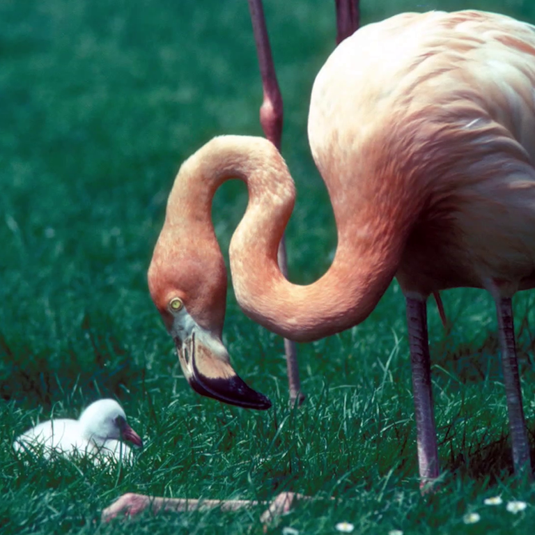 Flamingo (Foto: SWR)