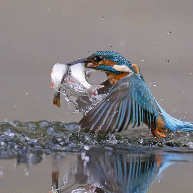 Kolibri mit Fisch im Schnabel (Foto: SWR)