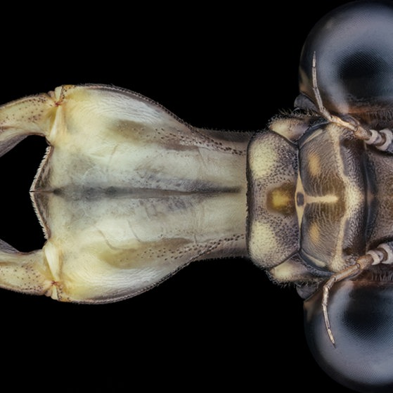 Makroaufnahmen von Insekten (Foto: Thorben Danke) Makroaufnahmen von Insekten