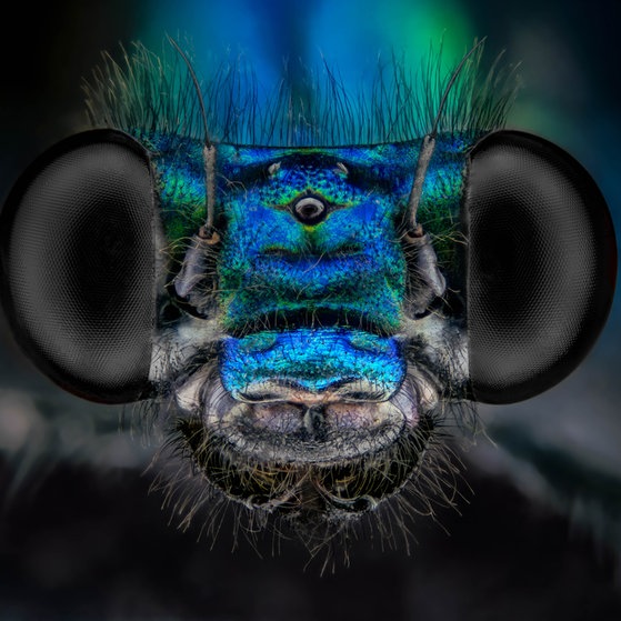 Makroaufnahmen von Insekten (Foto: Thorben Danke) Makroaufnahmen von Insekten