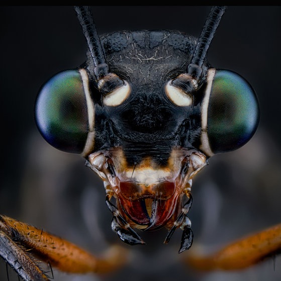 Makroaufnahmen von Insekten (Foto: Thorben Danke) Makroaufnahmen von Insekten