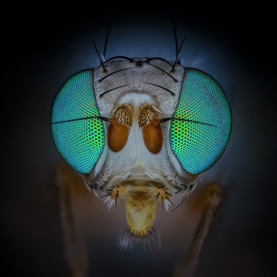 Makroaufnahmen von Insekten (Foto: Thorben Danke) Makroaufnahmen von Insekten