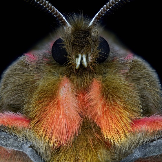 Makroaufnahmen von Insekten (Foto: Thorben Danke) Makroaufnahmen von Insekten