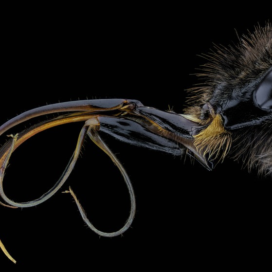 Makroaufnahmen von Insekten (Foto: Thorben Danke) Makroaufnahmen von Insekten