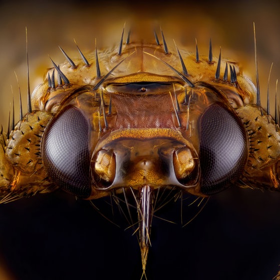 Makroaufnahmen von Insekten (Foto: Thorben Danke) Makroaufnahmen von Insekten