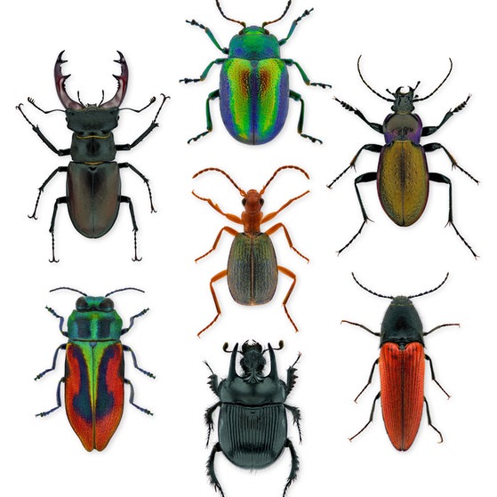 Makroaufnahmen von Insekten (Foto: Thorben Danke) Makroaufnahmen von Insekten