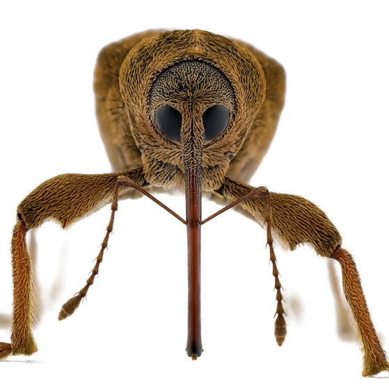 Makroaufnahmen von Insekten (Foto: Thorben Danke) Makroaufnahmen von Insekten