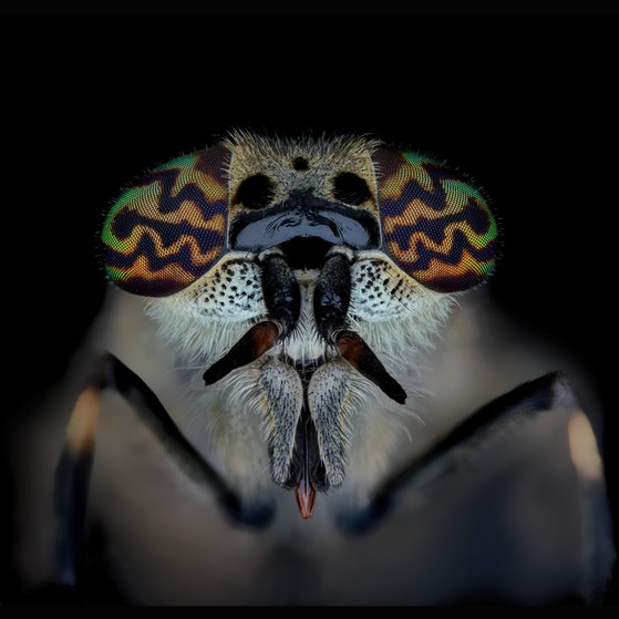 Makroaufnahmen von Insekten (Foto: Thorben Danke) Makroaufnahmen von Insekten