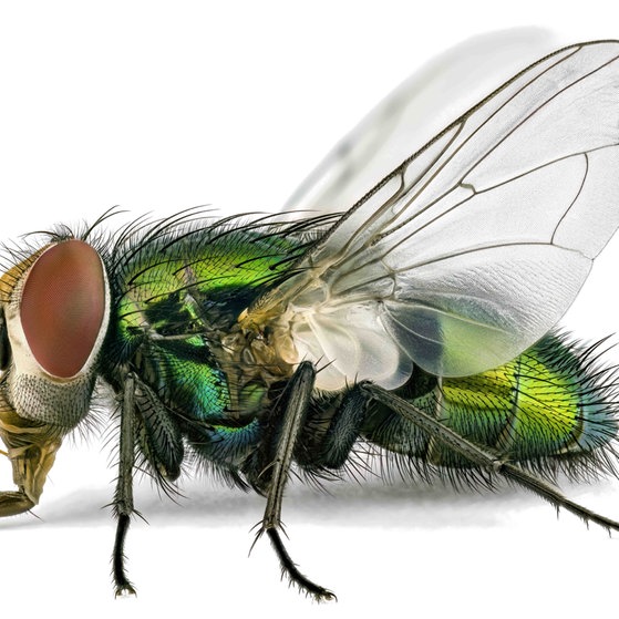 Makroaufnahmen von Insekten (Foto: Thorben Danke) Makroaufnahmen von Insekten