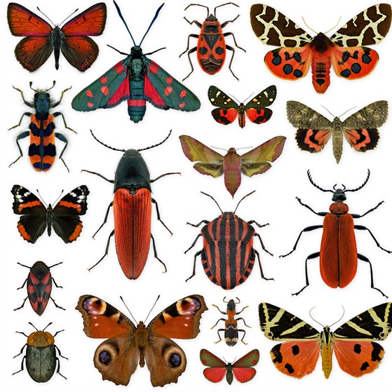 Makroaufnahmen von Insekten (Foto: Thorben Danke) Makroaufnahmen von Insekten