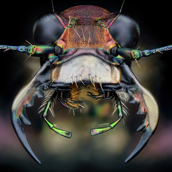 Makroaufnahmen von Insekten (Foto: Thorben Danke) Makroaufnahmen von Insekten
