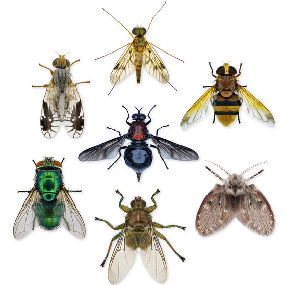 Makroaufnahmen von Insekten (Foto: Thorben Danke) Makroaufnahmen von Insekten