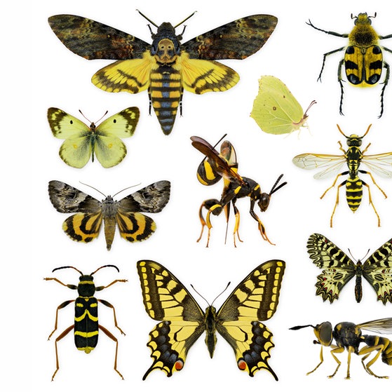Makroaufnahmen von Insekten (Foto: Thorben Danke) Makroaufnahmen von Insekten