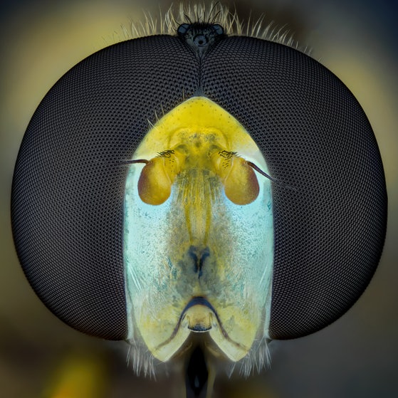 Makroaufnahmen von Insekten (Foto: Thorben Danke) Makroaufnahmen von Insekten