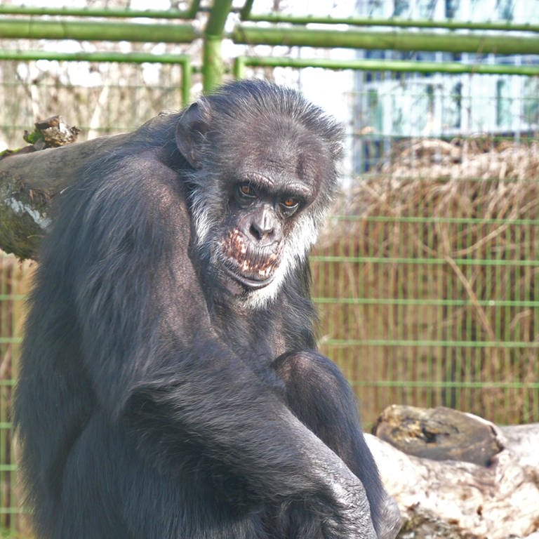 Ein Schimpanse im Karlsruher Zoo (Foto: SWR)