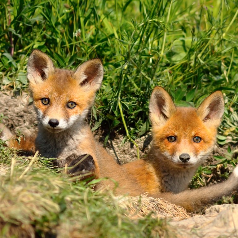 Zwei kleine Fuchsbabys