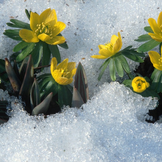 Winterlinge im Schnee (Foto: picture-alliance / Reportdienste, blickwinkel/R) Winterlinge im Schnee