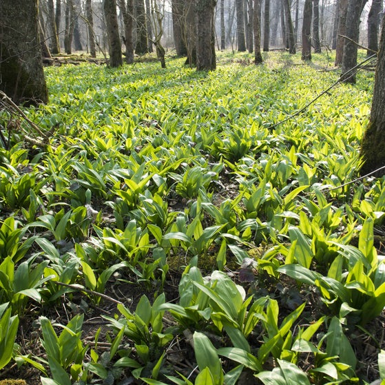 Bärlauch im Wald (Foto: picture-alliance / Reportdienste, Prisma) Bärlauch im Wald