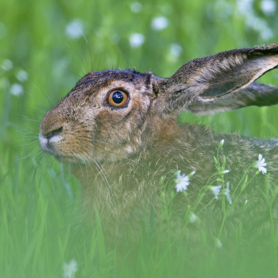 Ein Hase zwischen Sternmieren (Foto: IMAGO, stock&people) Ein Hase zwischen Sternmieren