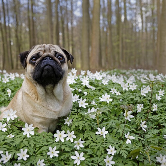 Buschwindröschen mit Mops (Foto: IMAGO, imagebroker) Buschwindröschen mit Mops