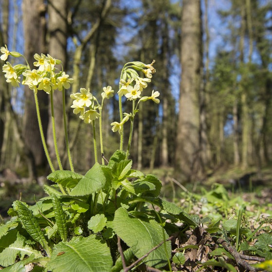 Schlüsselblumen