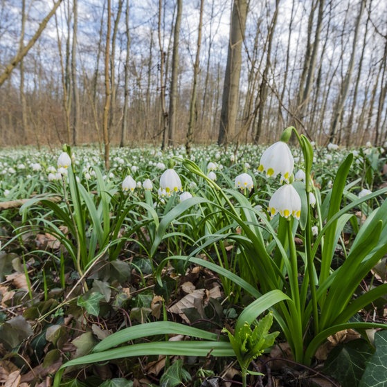 Märzenbecher im Wald (Foto: picture-alliance / Reportdienste, Arco Images) Märzenbecher im Wald