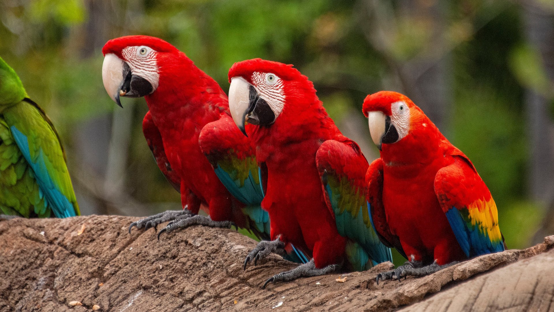 Macaws sitzen nebeneinander