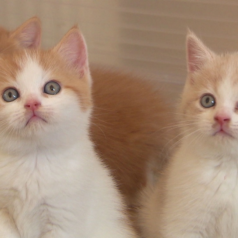 Wie ticken unsere Hauskatzen? (Foto: SWR)